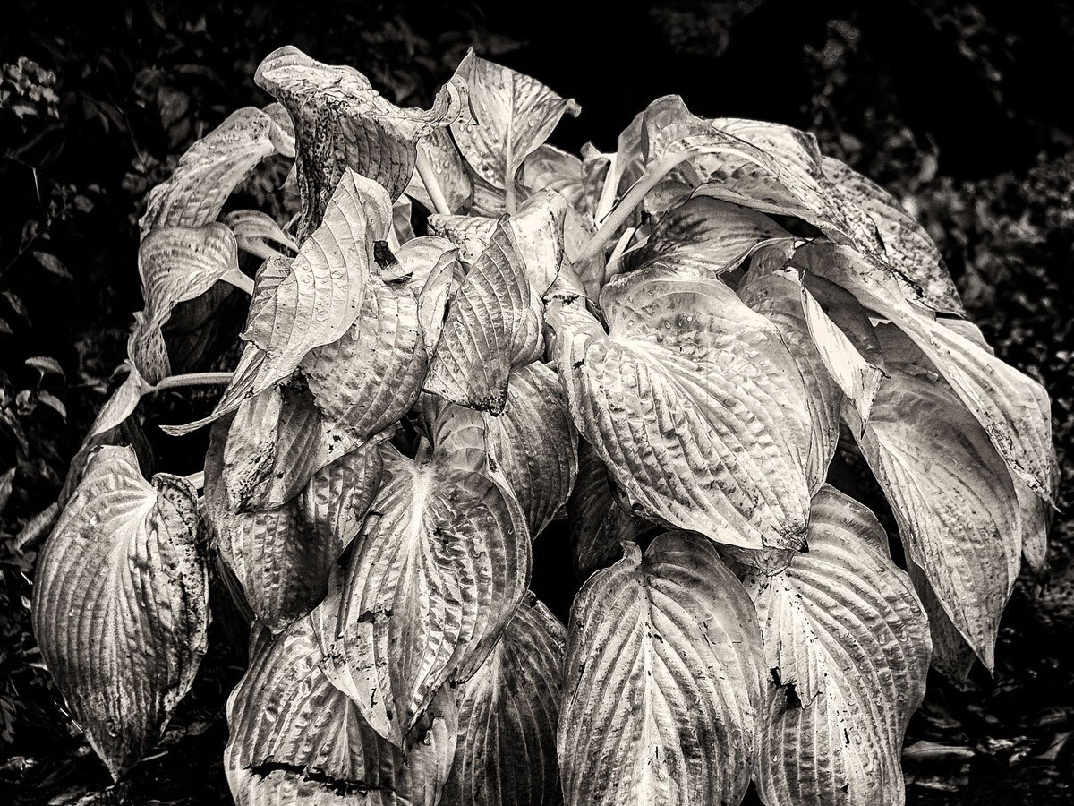 »Das wäre ein Sterben auf Raten.«